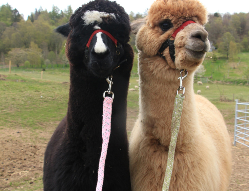 Alpaca Trekking Alpaca Trekking