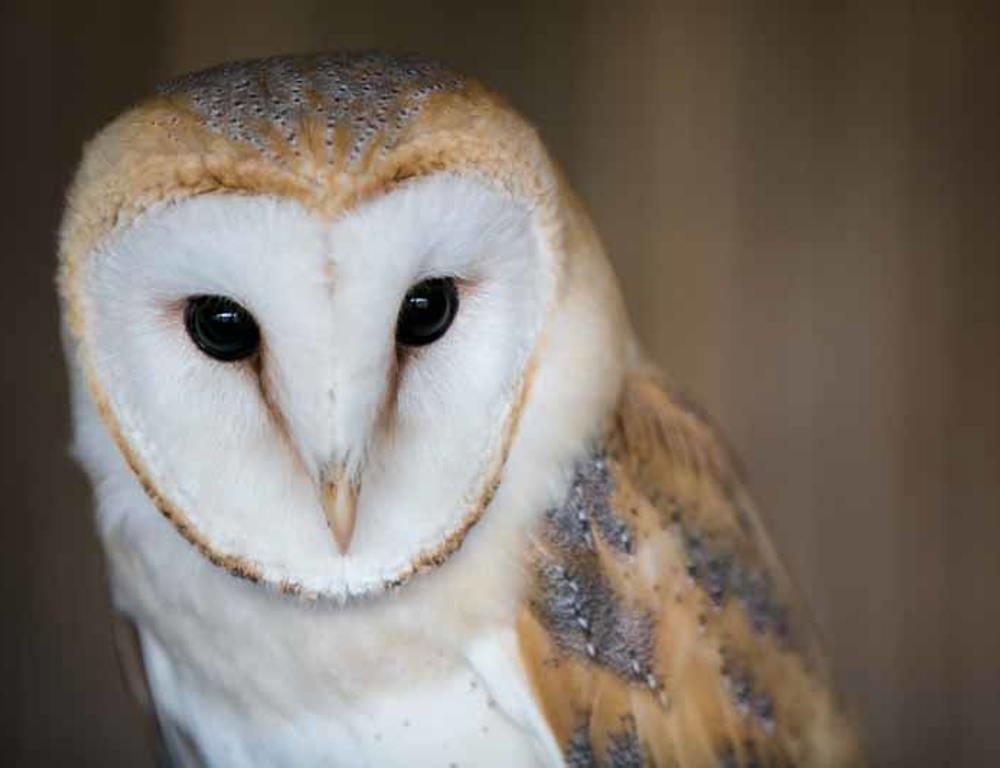 Highland Safaris Highland Safaris