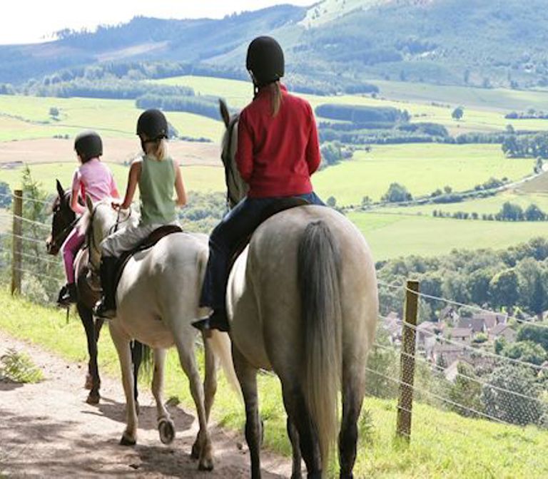 Horse Riding Hack Horse Riding Hack