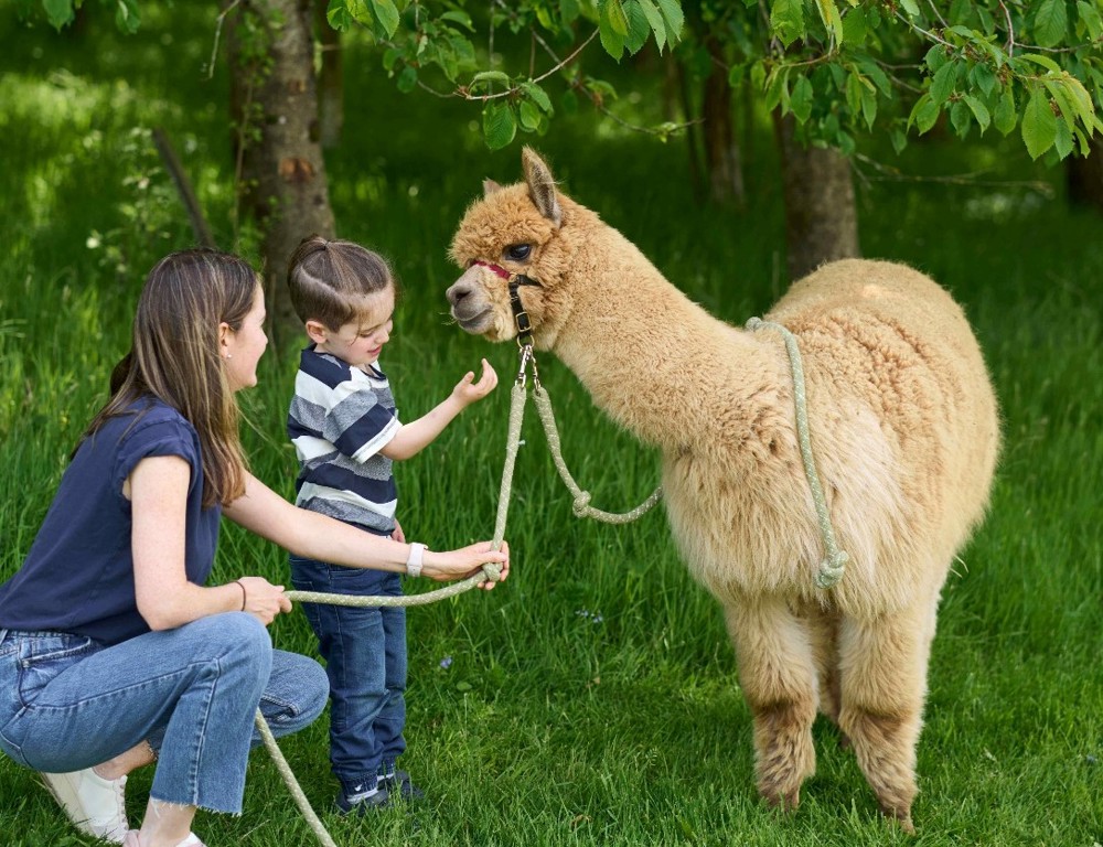 Alpaca Trekking Alpaca Trekking