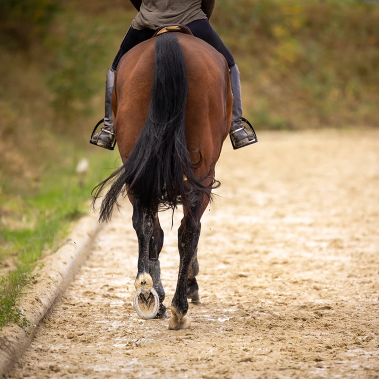 Horse Riding Private Lesson