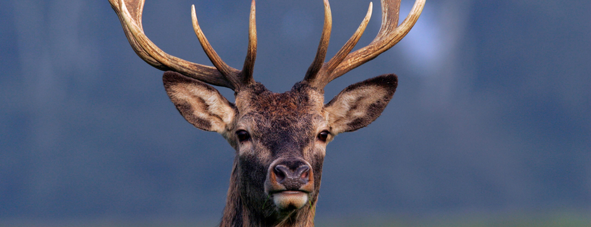 Highland Safaris Highland Safaris