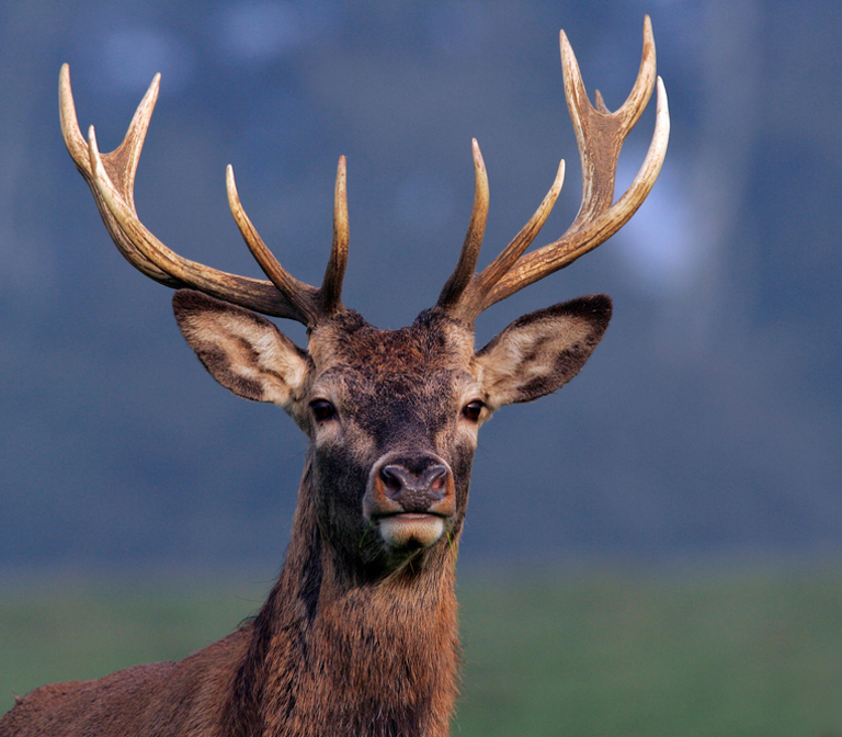 Highland Safaris Highland Safaris