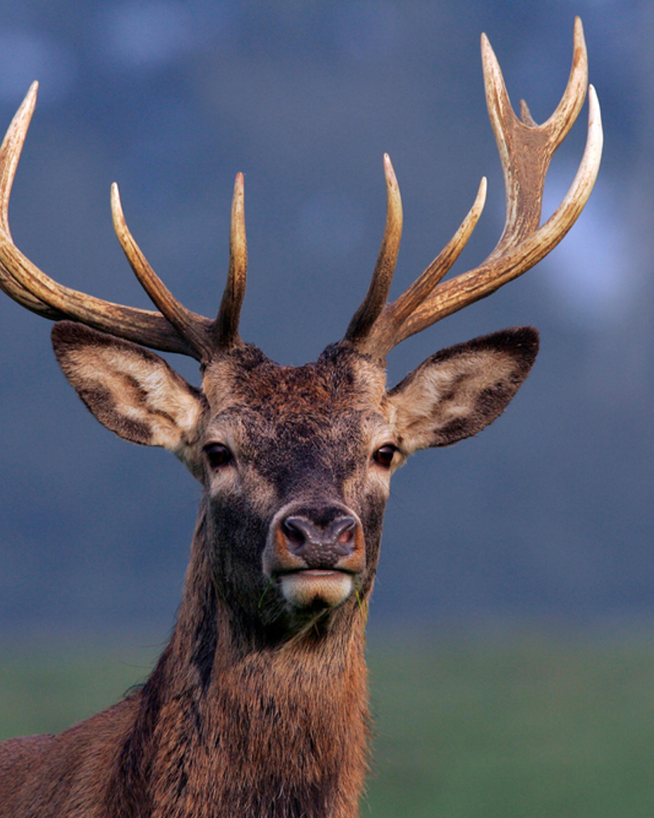 Highland Safaris Highland Safaris