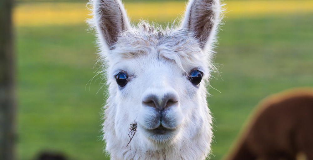 Alpaca Trekking 