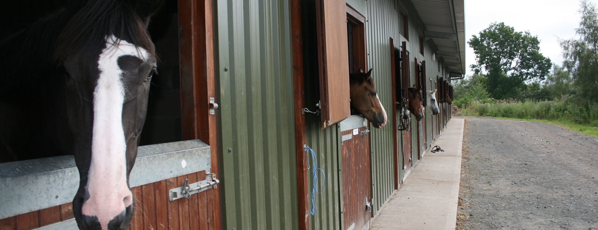 Horses in their stables at Crieff Hydro