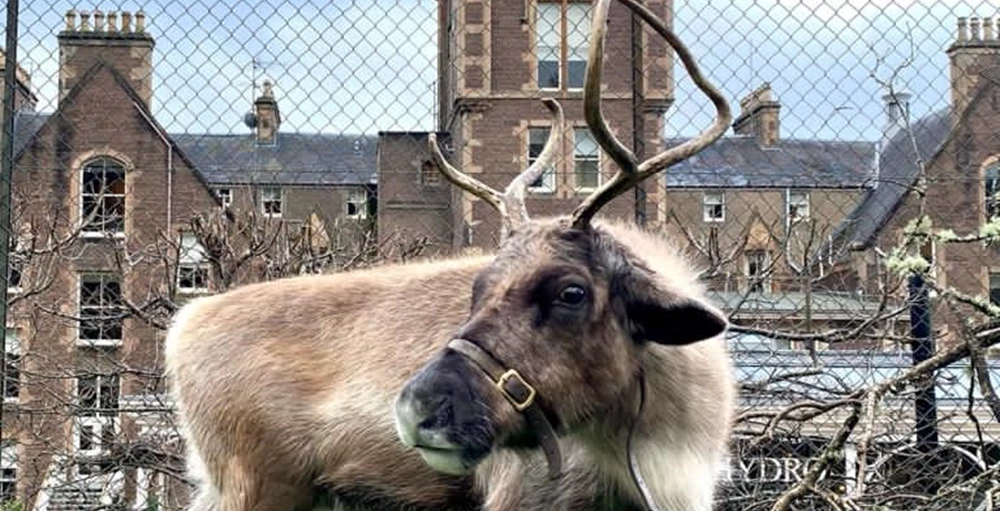 Meet the reindeer
