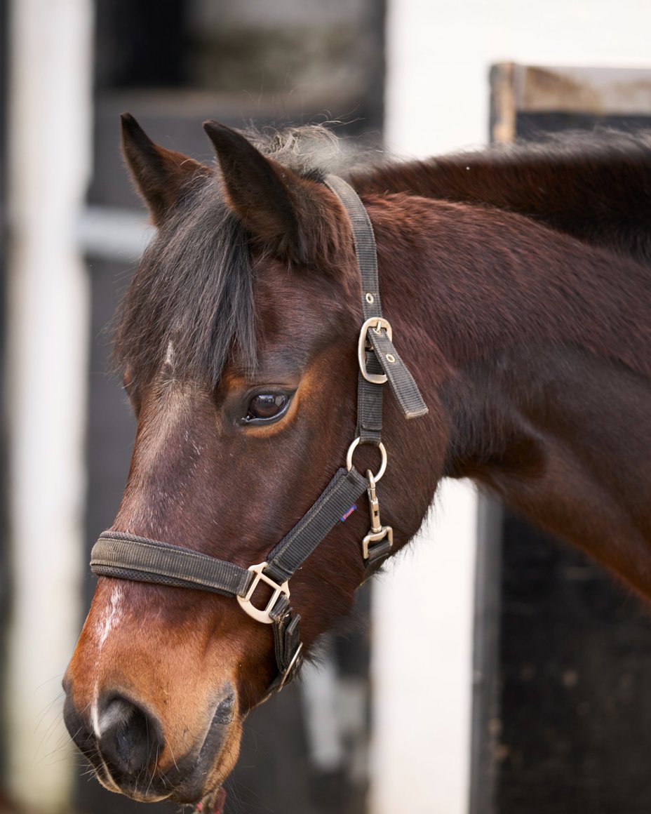 A horse at Crieff Hydro's stables