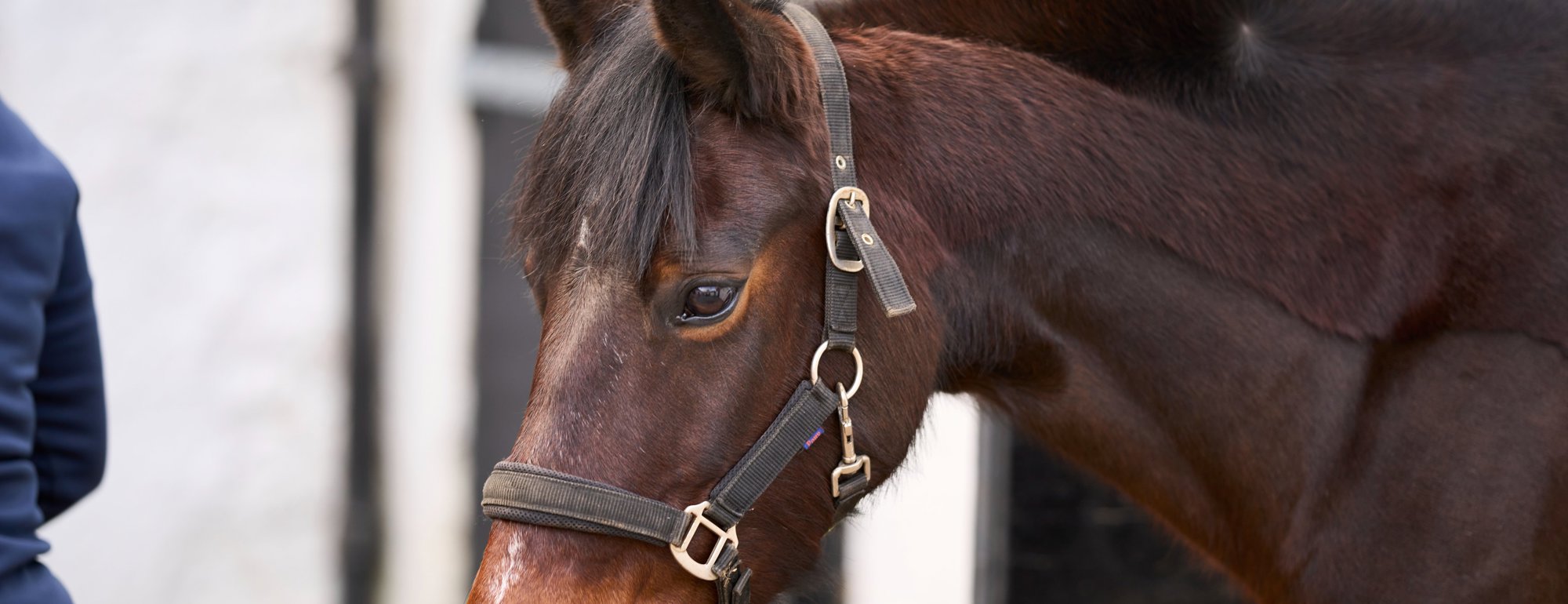 A horse at Crieff Hydro's stables